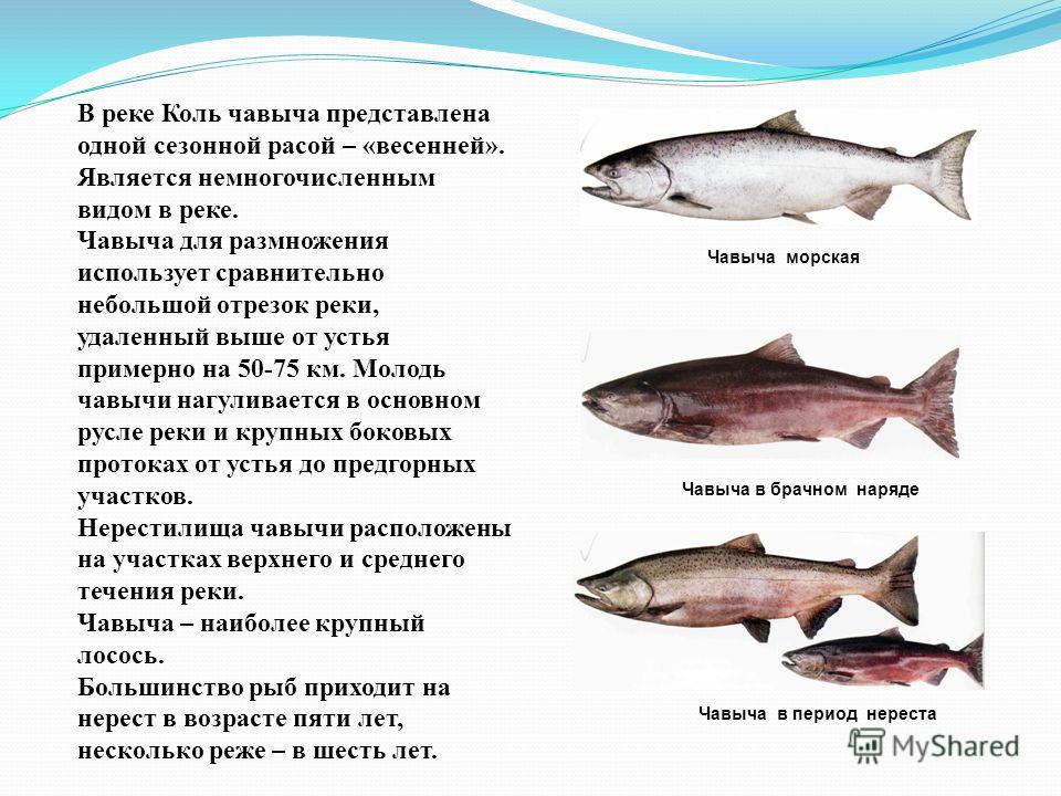 Навага что за рыба и как ее готовить, рецепты приготовления вкусно, где обитает и чем полезна, виды вахни с фото