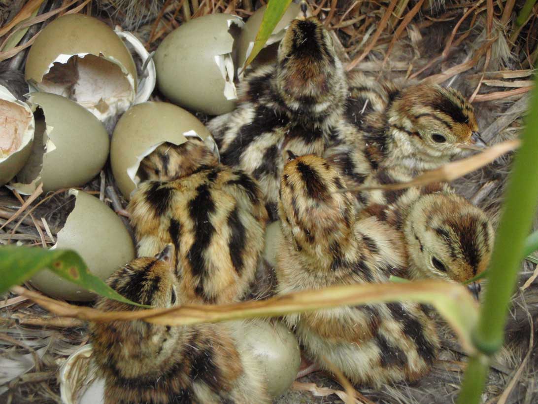 Яйца фазана: польза и вред, фото, как выглядят
