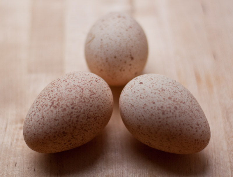 Яйца цесарки - их польза и применение.