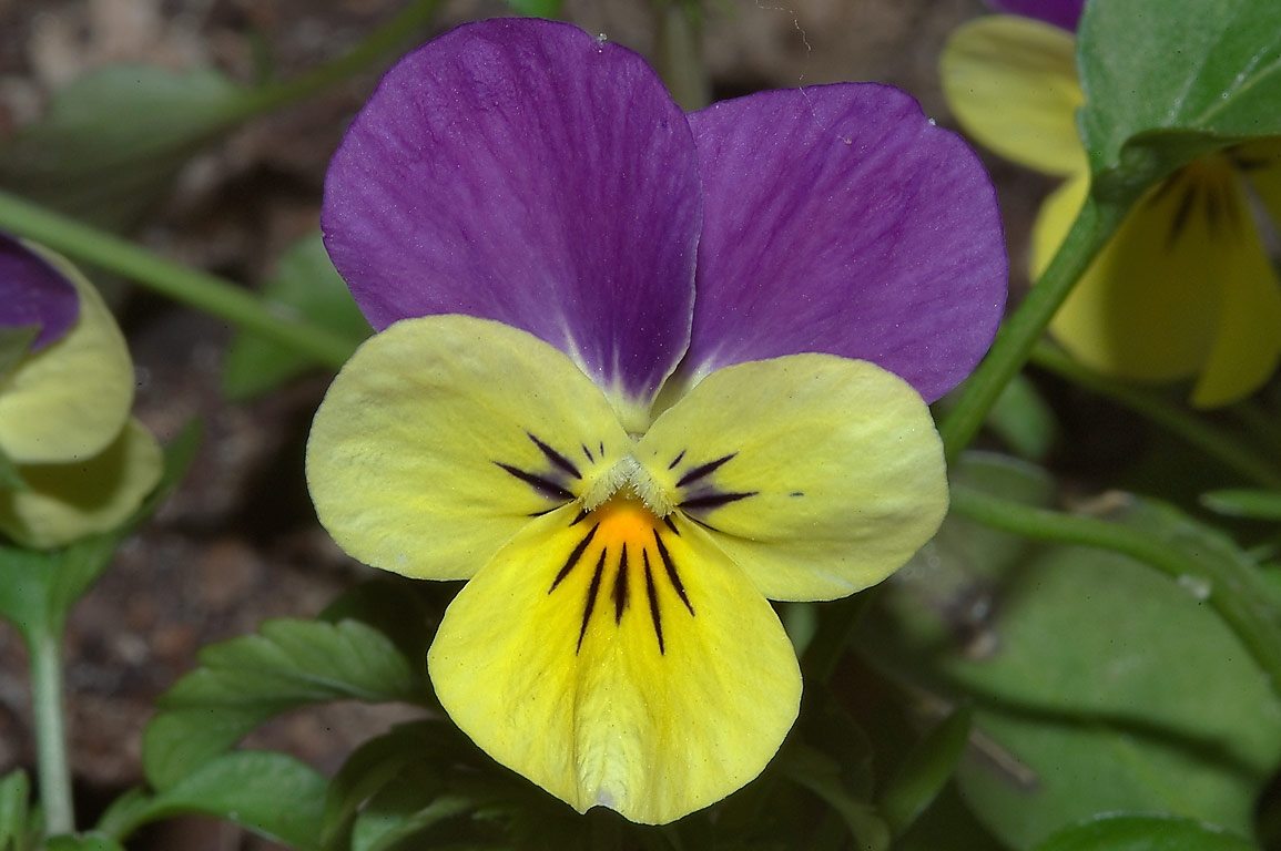 Растение анютины глазки: описание, как цветок выглядит и когда цветет