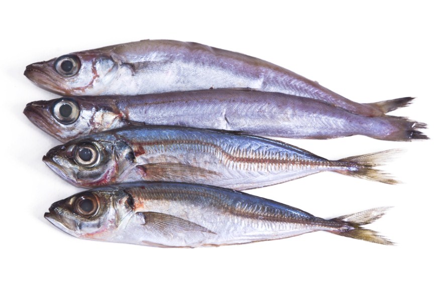 Рыба путассу: польза и вред для организма продукта, а также самые распространенные рецепты приготовления блюд