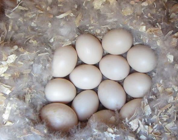 Можно ли жарить утиные яйца?