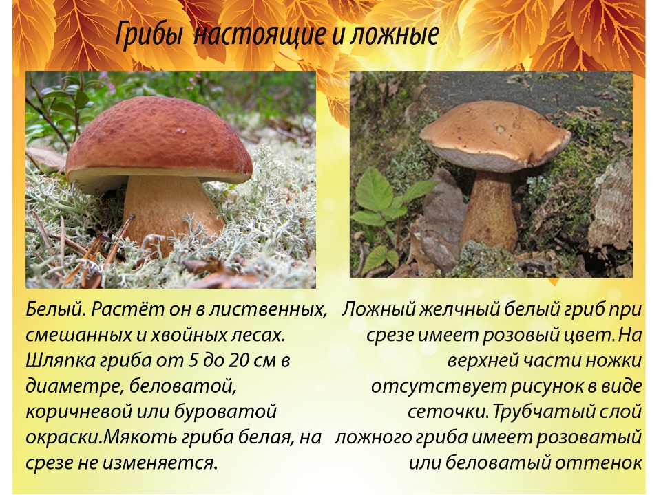 Подосиновик: фото и описание гриба, способы приготовления. как распознать ложный подосиновик?
