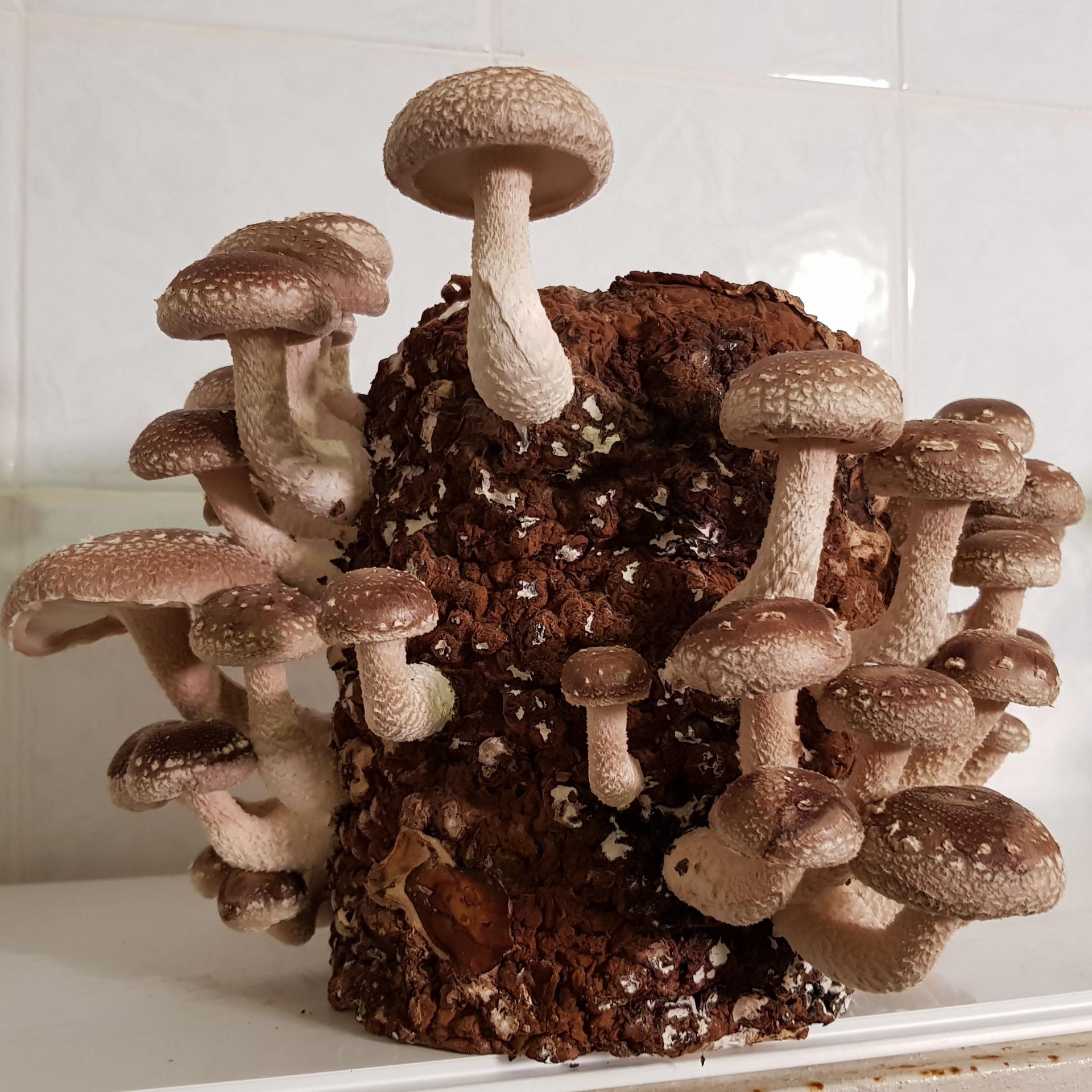 Польза грибов и пищевая ценность грибов - витамины и минералы