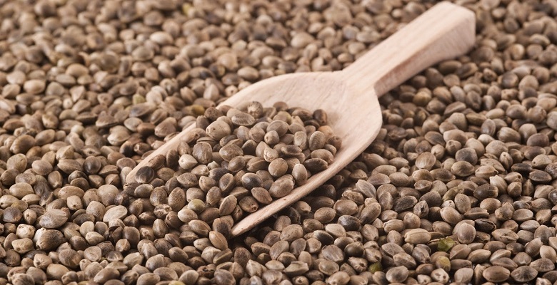 Конопляные семена: полезные свойства и лечебное воздействие на организм