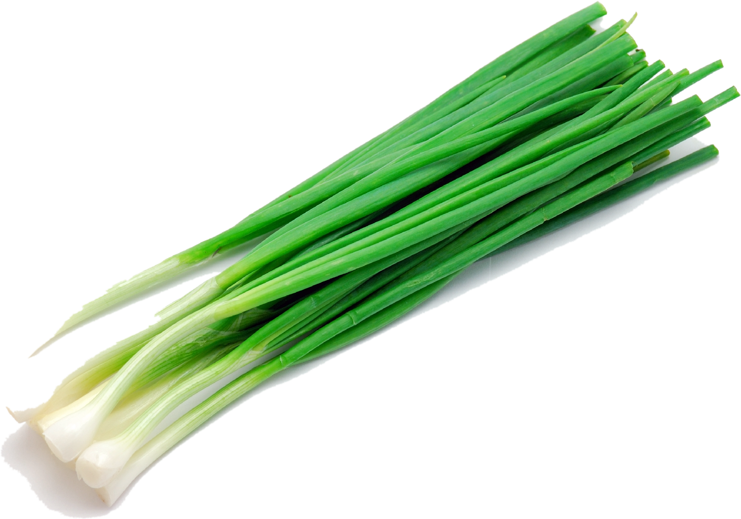 Польза и вред зеленого лука для здоровья человека: в чем полезные свойства овоща для мужчин и женщин, какие у него противопоказания, и состав и действие на организм