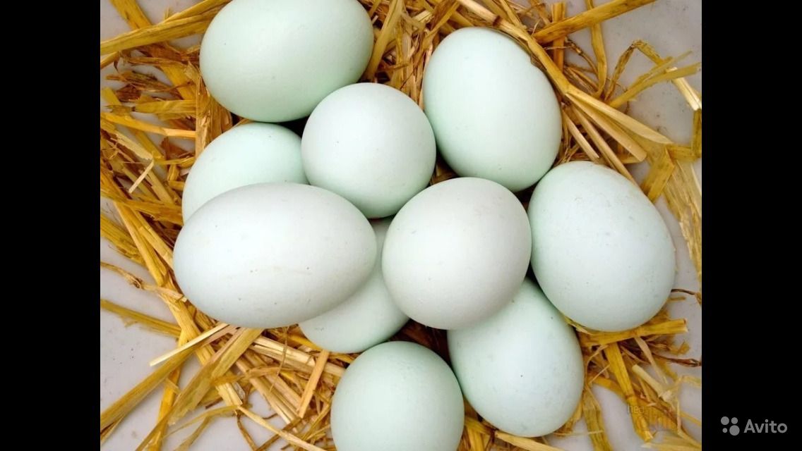 Утиные и гусиные яйца: полезные свойства, состав продукта, использование в кулинарии и косметологии