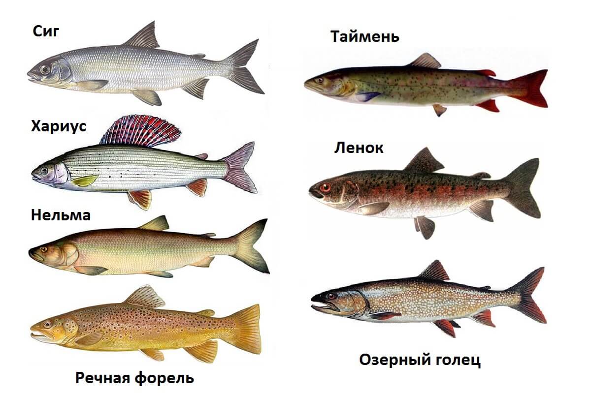 Рыба сиг — применение, полезные свойства и вред