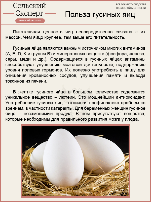 Самые распространенные яичные породы гусей. правила употребления в пищу гусиных яиц