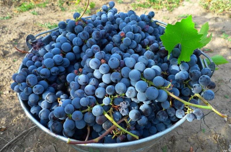 Виноград изабелла - описание сорта, чем полезен, посадка и уход