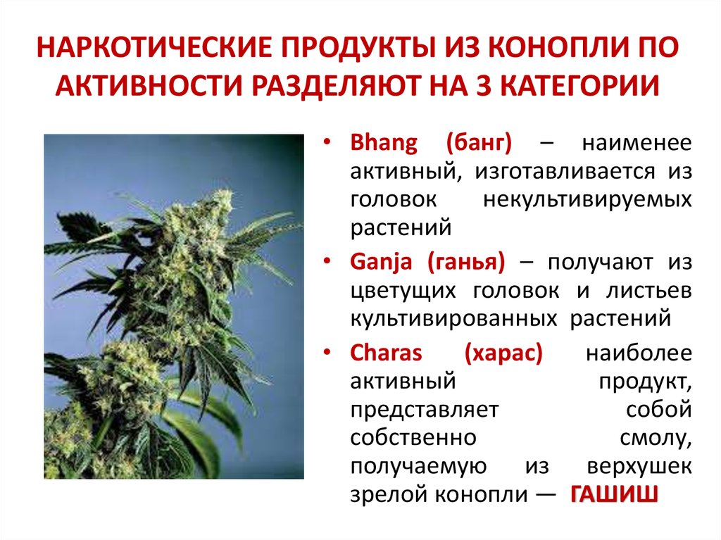 Конопля считается ли наркотиком покупка марихуаны форум