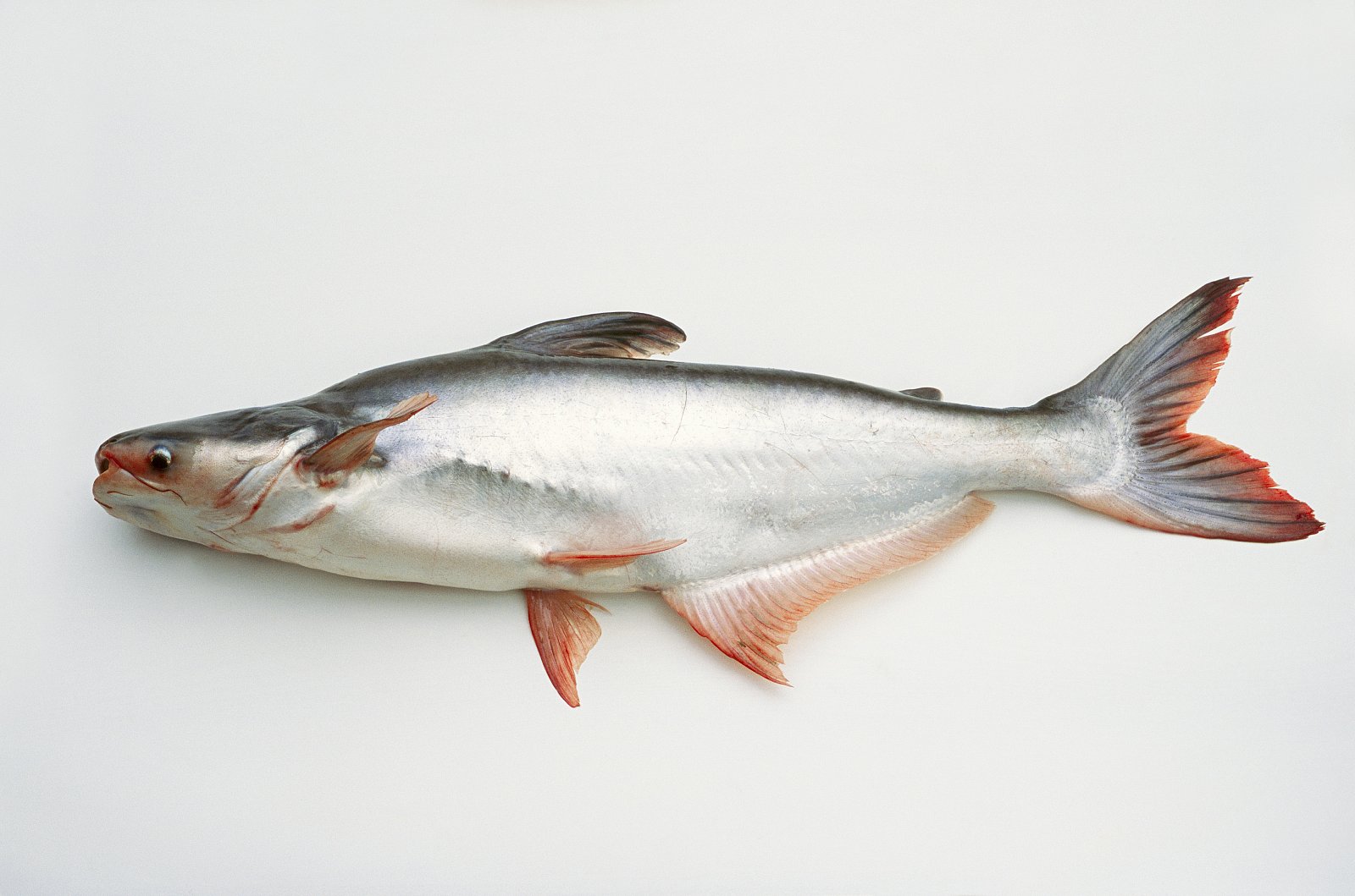 Пангасиус — что это за рыба, где и как её выращивают, польза и вред