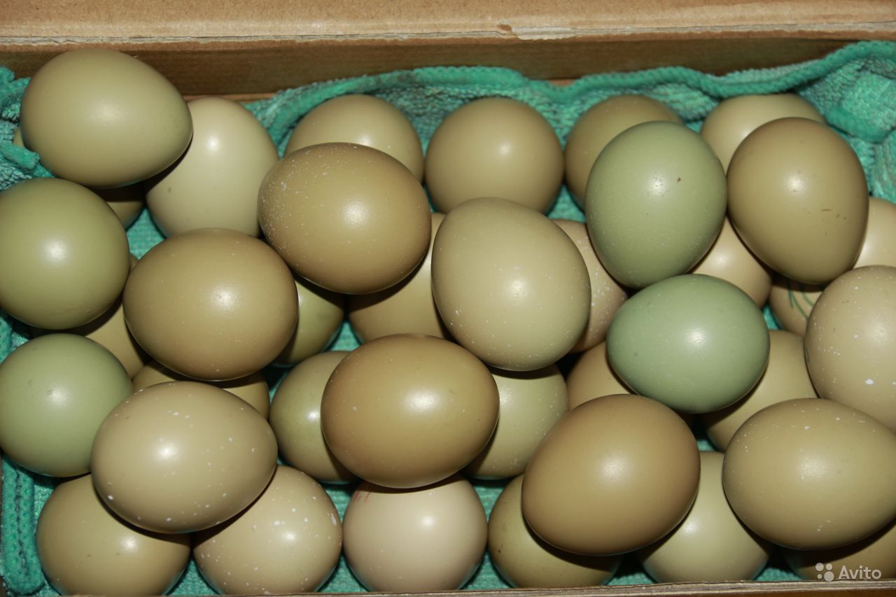 Яйца фазана: польза и вред, сколько стоит, как готовить