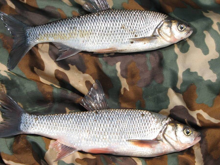 Белый амур: описание рыбы и способы ловли