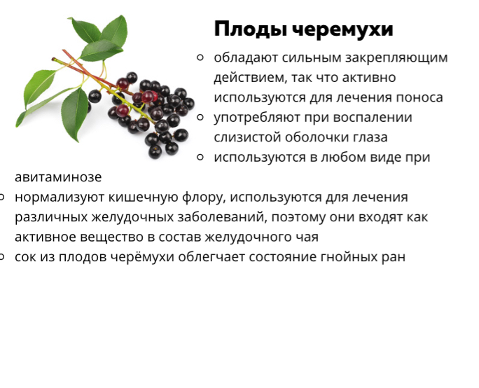 Ягоды черемухи - польза ягод и их применение в кулинарии