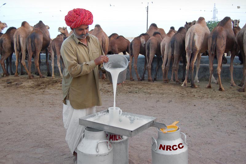 Верблюжье молоко: польза, как называется