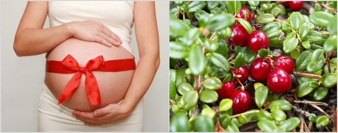 Клюквенный морс: польза и вред для здоровья, можно ли при беременности, грудном вскармливании, простуде, противопоказания, рецепты
