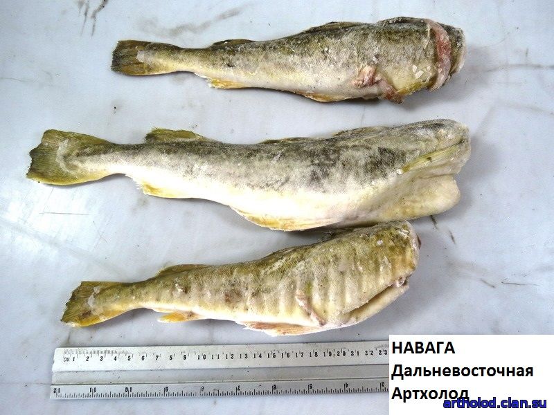 Черная треска (угольная рыба): полезные свойства, калорийность, фото