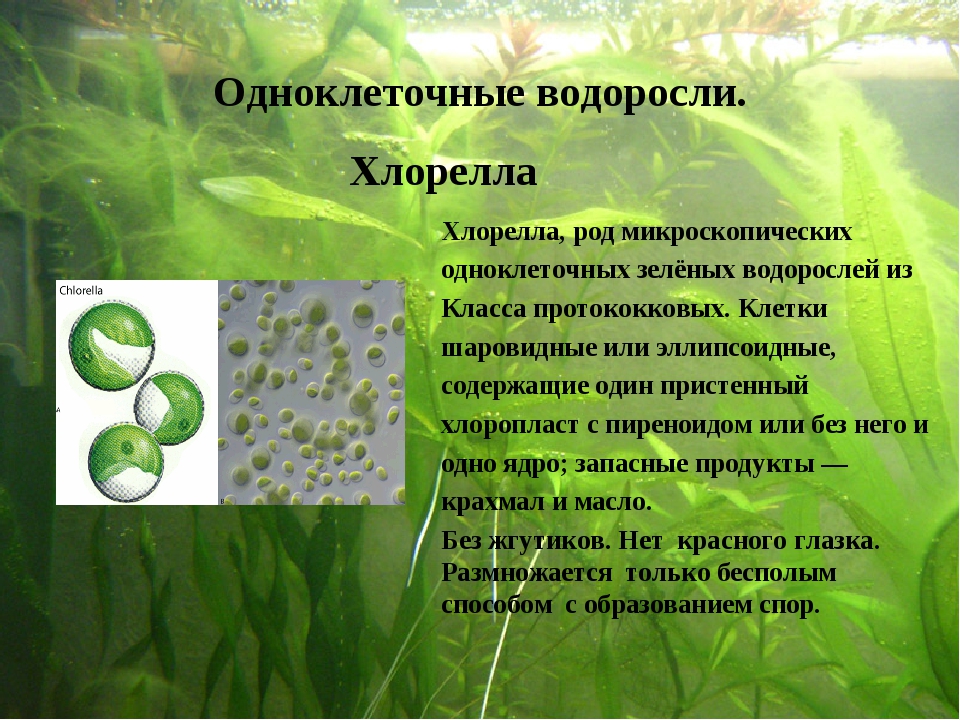 Хлорелла - описание и строение водоросли, полезные свойства и противопоказания, рецепты приготовления смузи