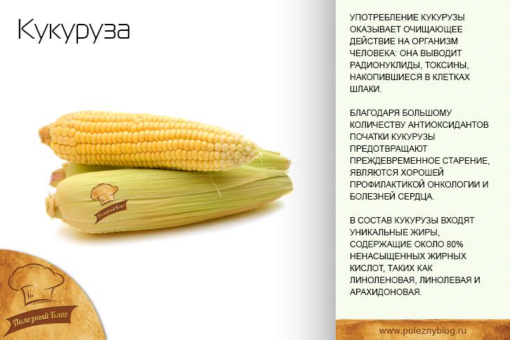Кукуруза: польза и вред для здоровья, состав, калорийность, применение, противопоказания