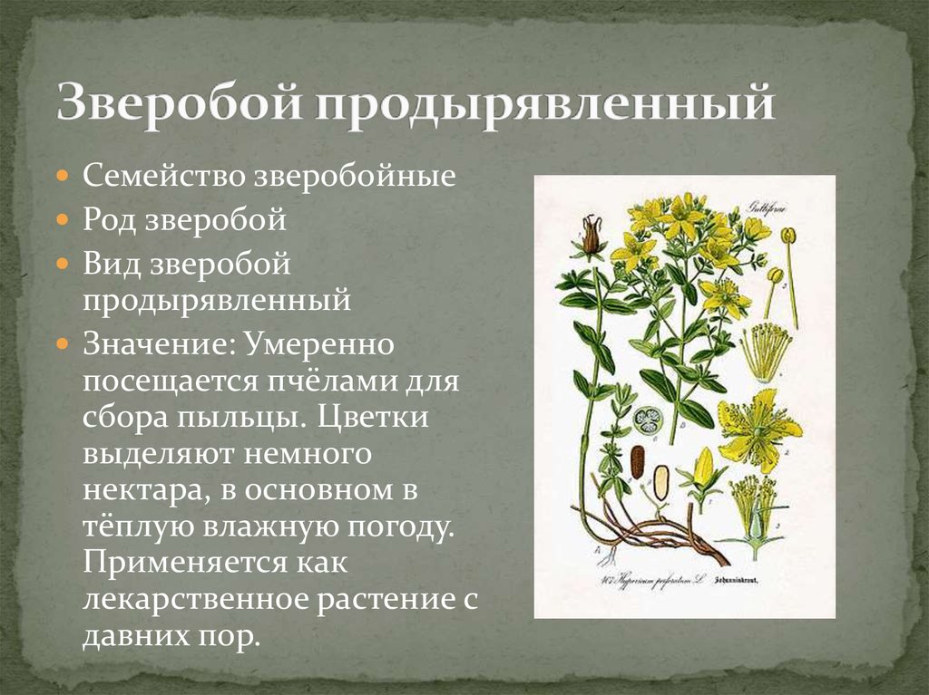 Зверобой: польза и вред, лечебные свойства травы и противопоказания, отзывы