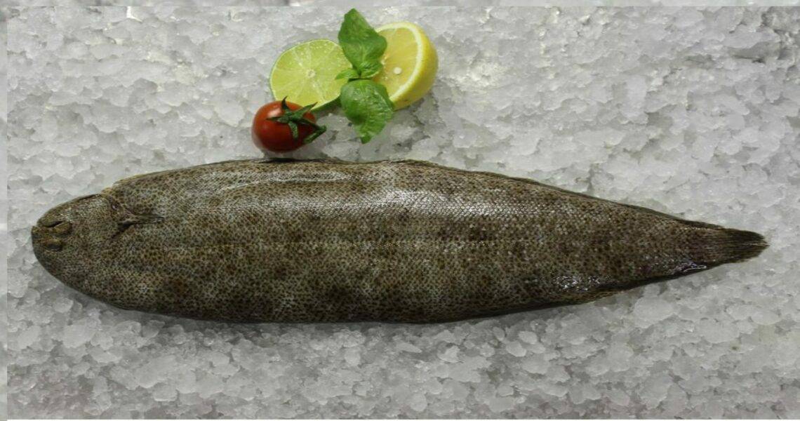 ✅ окунь морской красный калорийность на 100. морской окунь — польза и вред нежирной рыбы - sundaria.su