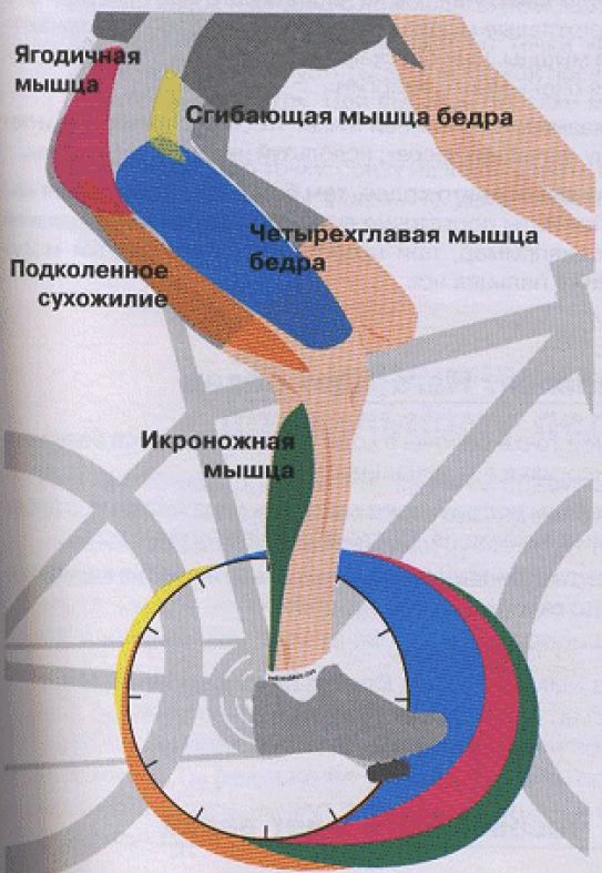 Велотренажер польза и вред, правила занятий, техника тренировок, методические рекомендации