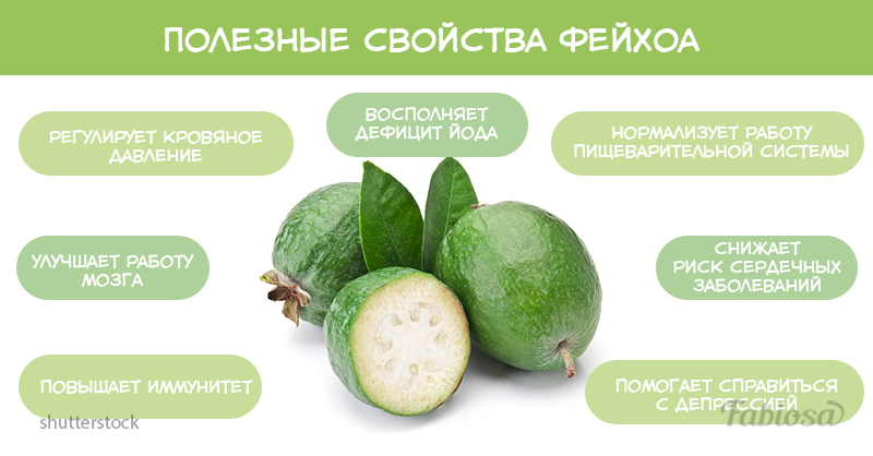 Фейхоа: полезные свойства и противопоказания фрукта для организма, для щитовидки, калорийность