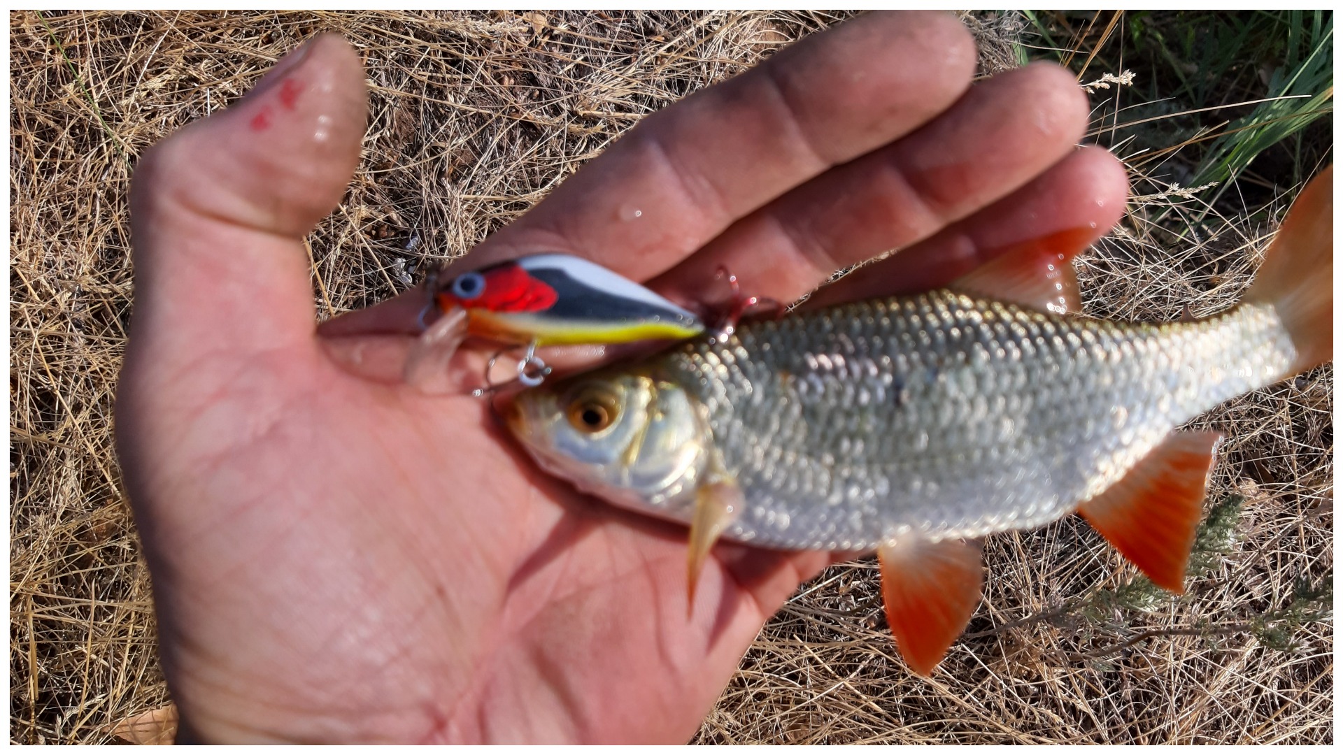 Красноперка (рыба): описание, фото. на что ловить красноперку, как ее приготовить?