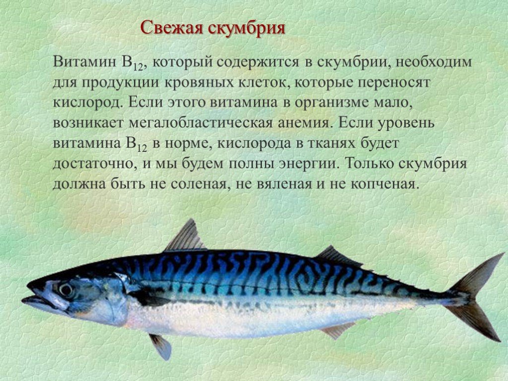 Польза скумбрии - обзор характеристик и состава мяса рыбы (видео и 110 фото)