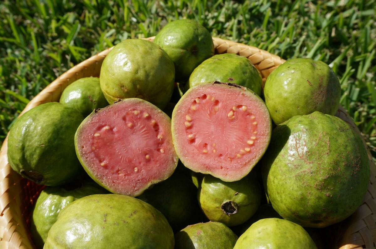 Гуава (гуайява) обыкновенная - фото фрукта растения, полезные свойства