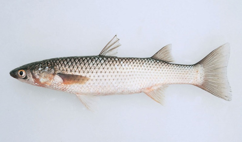 Рыба кефаль: полезные свойства для организма, состав, калорийность на 100 грамм, как выглядит, где водится, вред, противопоказания, фото