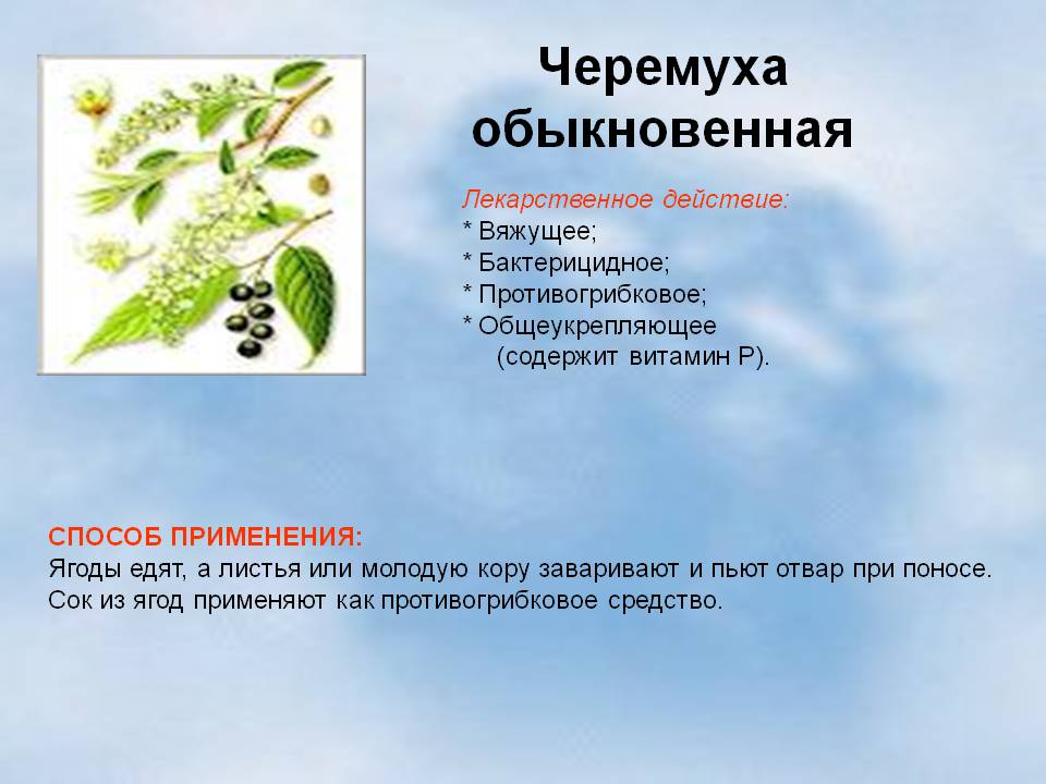 Черёмуха обыкновенная - padus avium | russianpermaculture.ru