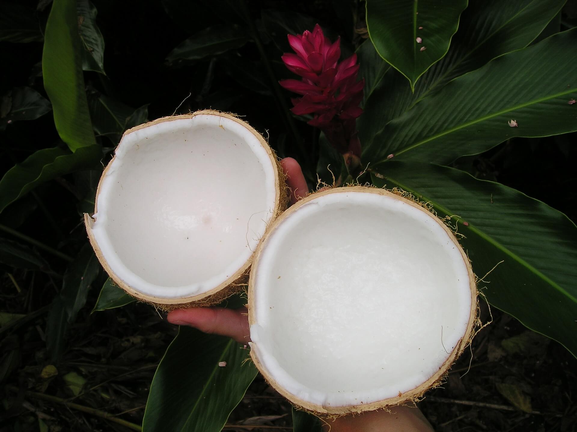 Кокосовый орех или кокос: полезен или вреден? калорийность, польза и вред кокоса, и его влияние на здоровье детей и взрослых