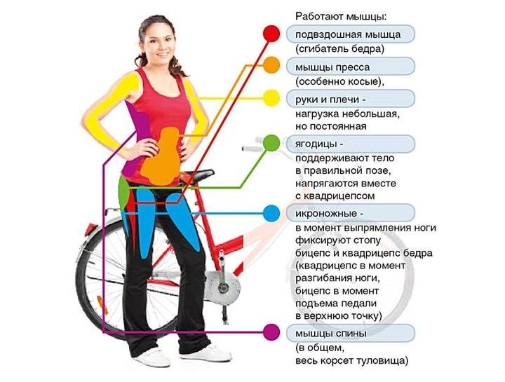Польза и вред велотренажера: какое действие оказывает спортивный тренажер на мышцы и суставы, как можно похудеть при помощи занятий на велотренажере, как правильно проводить тренировки