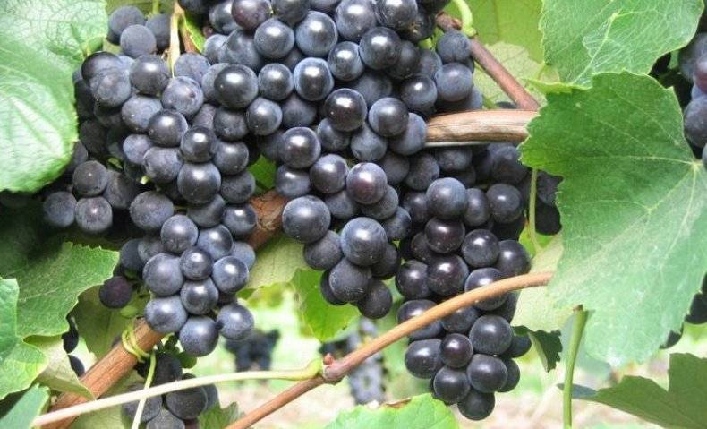 Виноград изабелла – польза и вред