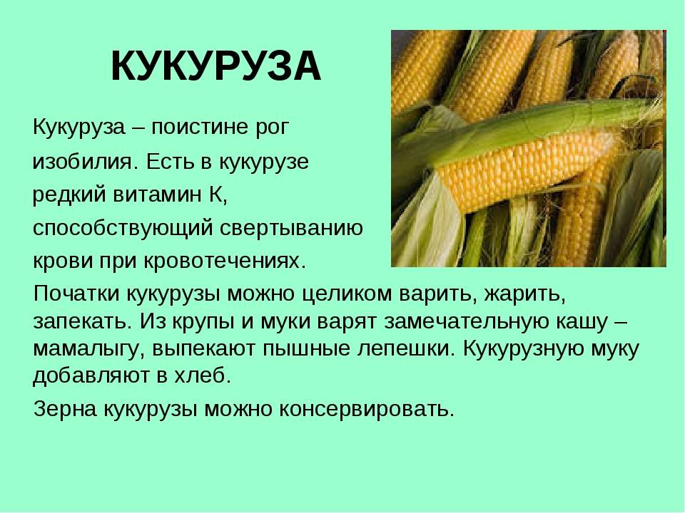 Кукуруза: полезные свойства и противопоказания для женщин и мужчин