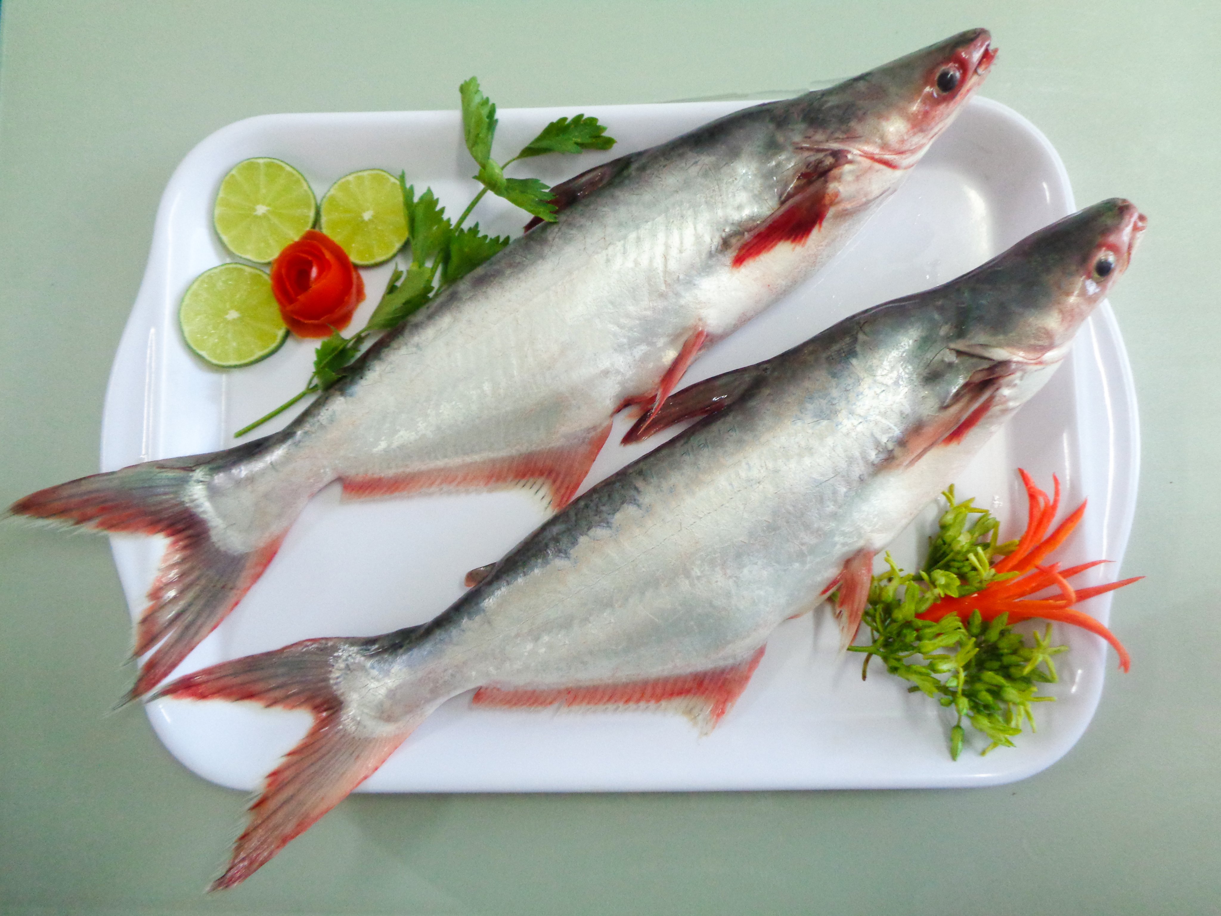 Пангасиус – что за рыба? 7 вкусных рецептов приготовления пангасиуса