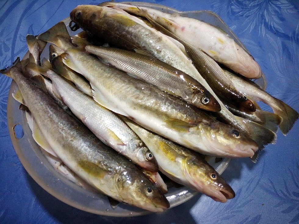 Креветочная рыба конгрио: характеристика, рецепты