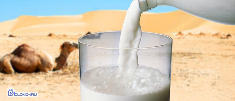 Верблюжье молоко: польза и вред, применение, состав, отзывы