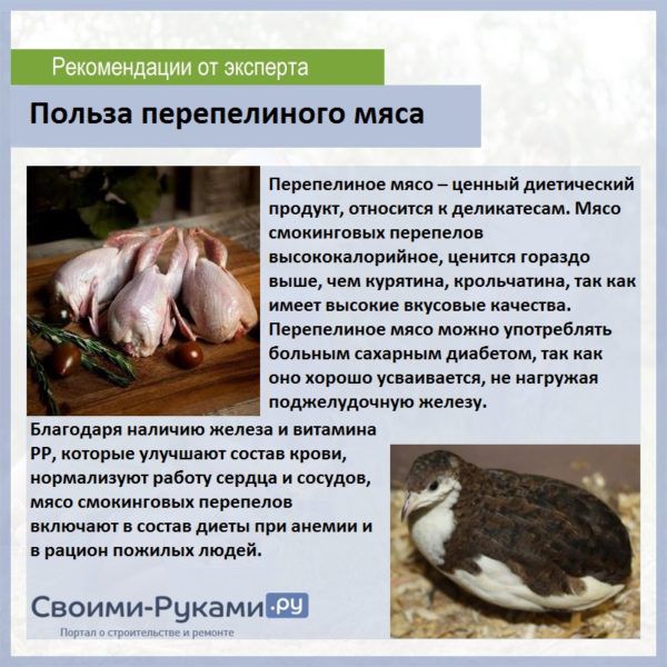 Описание полезных и опасных свойств перепелки, а также способы охоты и приготовления, химический состав, пищевая ценность данной птицы