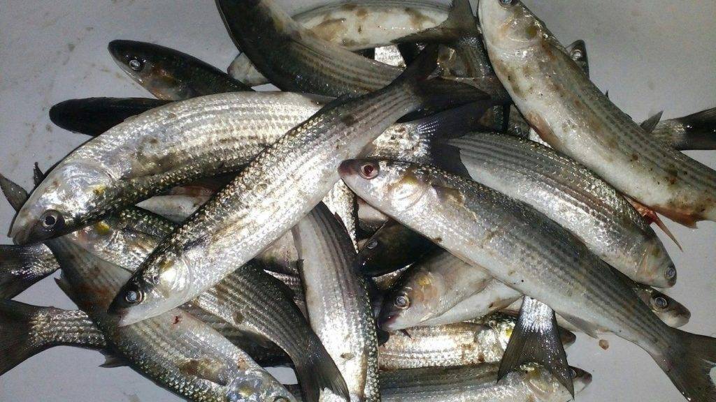 Польза и вред от рыбы пеленгас для здоровья