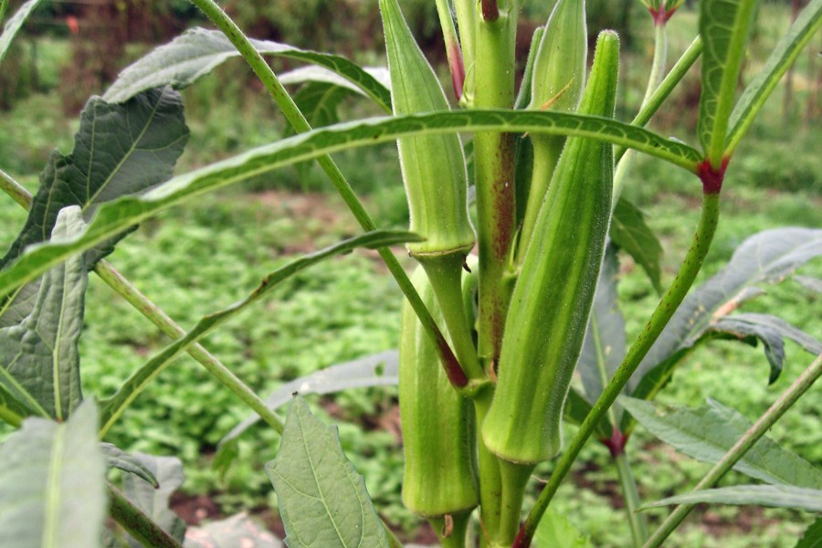 Бамия (окра): что это за овощ, фото растения, польза и вред для здоровья