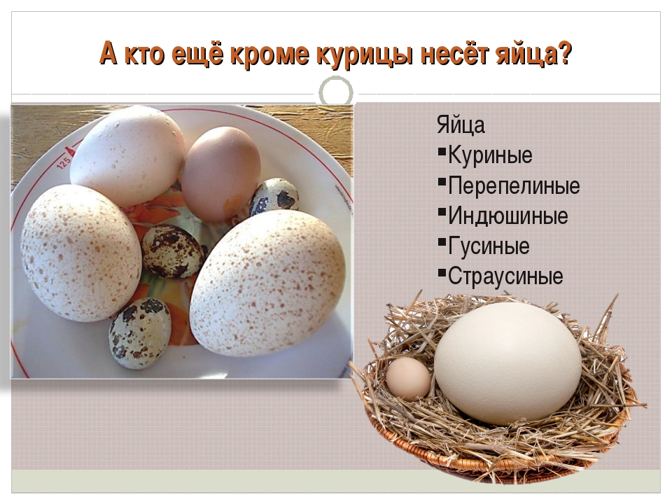 Как варить гусиные яйца