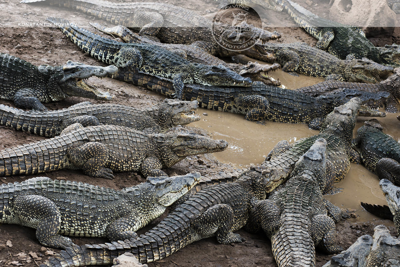 Мясо крокодила - полезные и опасные свойства крокодильего мяса