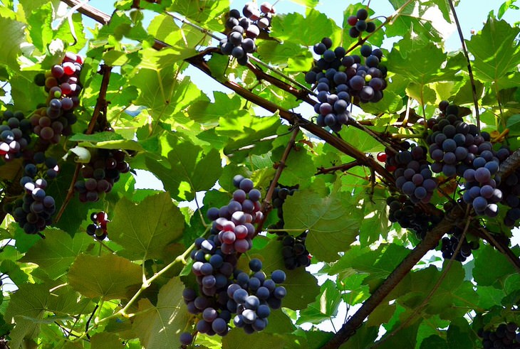Описание винограда «изабелла»: калорийность, кислотность, обрезка осенью и рецепты на зиму