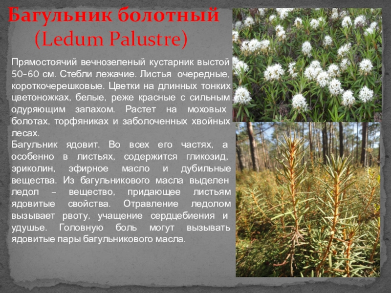 Что такое багульник, описание растения, популярные разновидности и фото, места произрастания и распространенность в россии