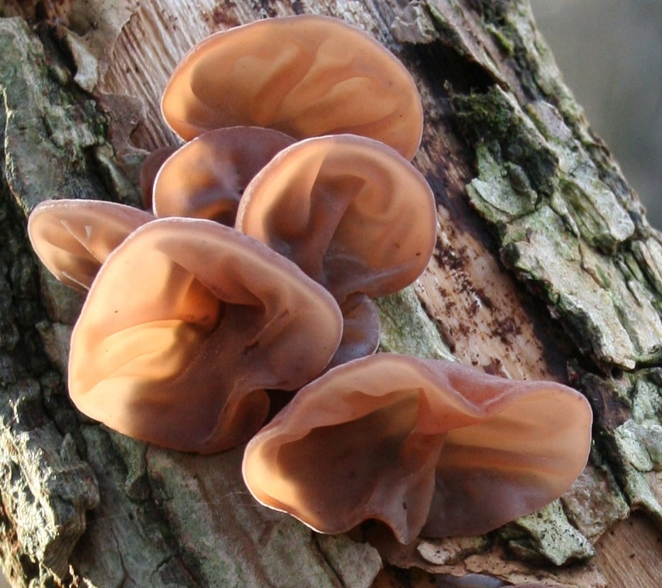 Черный древесный гриб муэр: польза
