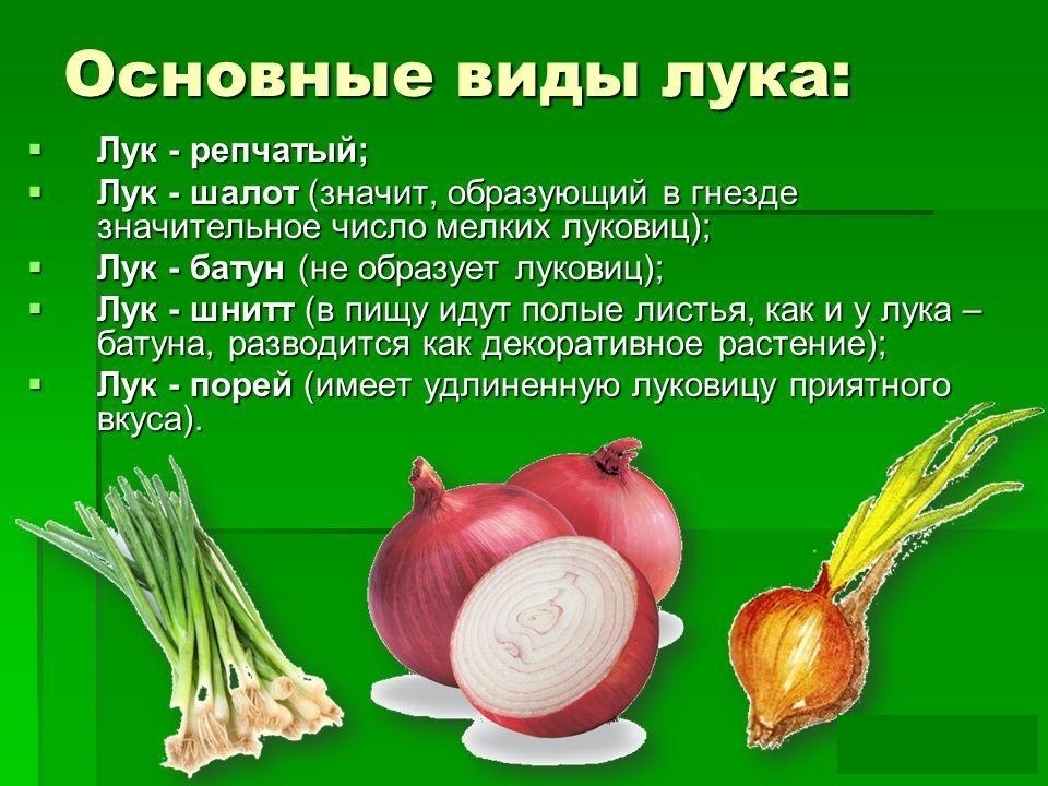 Чем полезен лук: свойства и противопоказания :: syl.ru