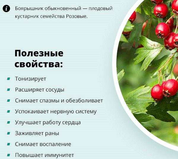 Тёрн: польза и вред для здоровья ягод, корней, коры, цветков и листа
